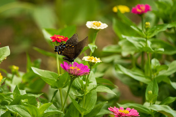Black Swallowtail Butterfly on Flower Blossoms