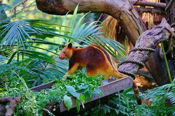 View of a red Tree Kangaroo on a tree branch in Australia