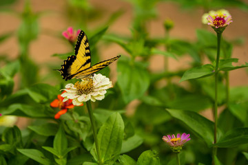 Tiger Swallowtail Butterfly on Flower Blossoms