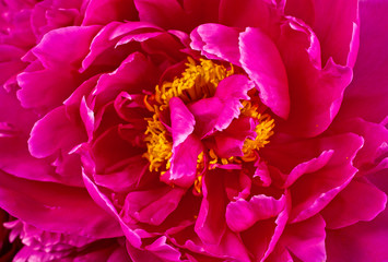 Pink peony flowers (Paeonia lactiflora). Background.
