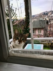 A curious cat looking inside by the window