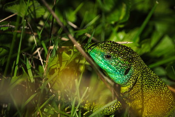Lézard vert qui se repose dans les herbes