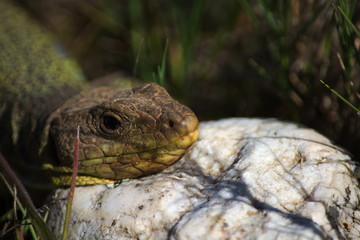 Lézard ocellé femelle prenant le soleil