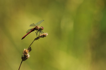 Sympetrum sanguin (red dragonfly) posé sur une herbe
