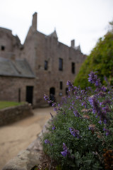 Fototapeta na wymiar lavender in front of the castle