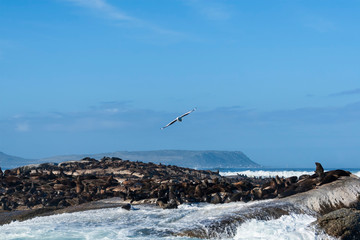 raging ocean waves and seals