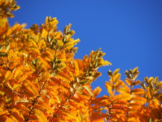 メタセコイアの紅葉