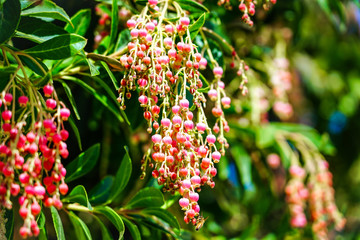 Colorful pink fruit on the tree 