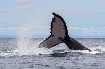 Fototapeta premium Yubarta or humpback whales (Megaptera novaeangliae) jump out of the water off the coast of Colombia
