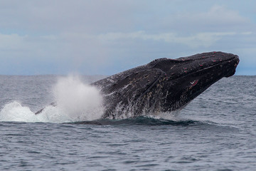 Obraz premium Yubarta or humpback whales (Megaptera novaeangliae) jump out of the water off the coast of Colombia