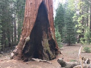 Rising mighty sequoia tree trunks