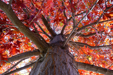 Fototapeta na wymiar The maple tree leaf changed color 