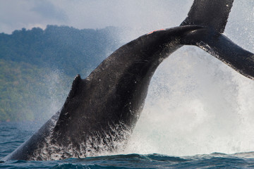 Yubarta or humpback whales (Megaptera novaeangliae) jump out of the water off the coast of Colombia