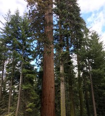 Rising mighty sequoia tree trunks