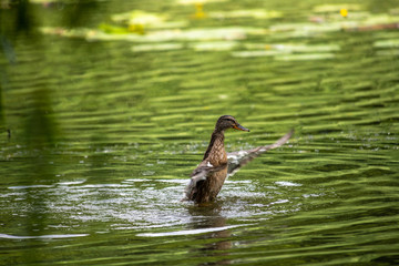 Duck mallard fly autumn nature action life wild