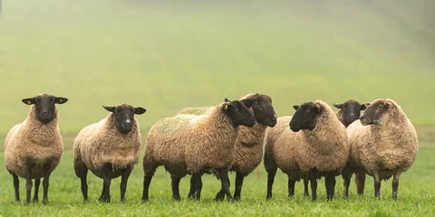 Foto op Plexiglas een schattige groep schapen op een weiland staan naast elkaar en kijken in de camera © Karoline Thalhofer