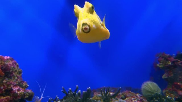 Colorful yellow Longhorn cowfish, Lactoria cornuta, also called horned boxfish swimming in aquarium near corals close up