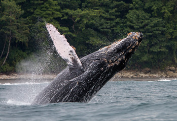 Yubarta or humpback whales (Megaptera novaeangliae) jump out of the water off the coast of Colombia