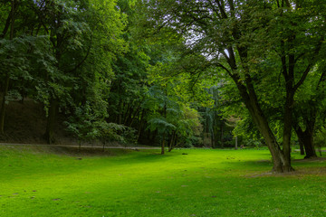 park outdoor vivid green foliage and grass meadow space natural view environment spring time 