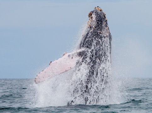 Yubarta or humpback whales (Megaptera novaeangliae) jump out of the water off the coast of Colombia