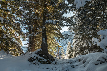 Paysage d' hiver dans les Alpes , en forêt à Chamrousse en Isère , chaîne de Belledonne
