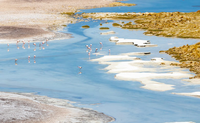 Chile Atacama desert flamingos in the water lagoon