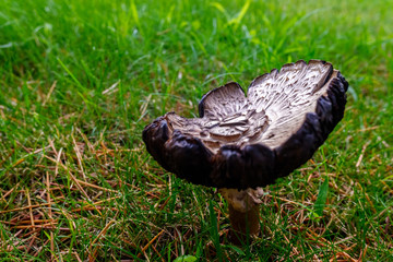 Mushroom of intense color, Macrolepiota procera.