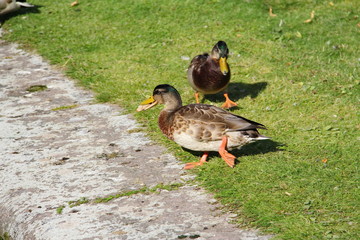 A grey duck runs across the grass with a piece of bread in its beak