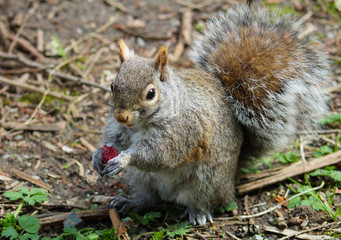 Naklejka na ściany i meble Little squirrel eating a raspberry