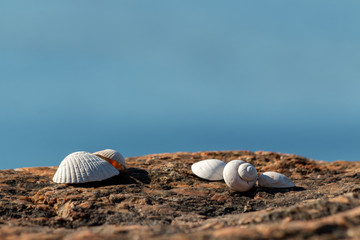 Fototapeta na wymiar seashells on the edge of a rock with the ocean in the background