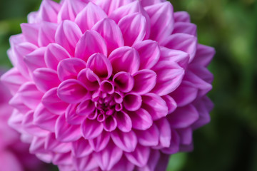 Close-up of a colourful pink flower in the garden