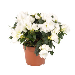 items on perfect white background