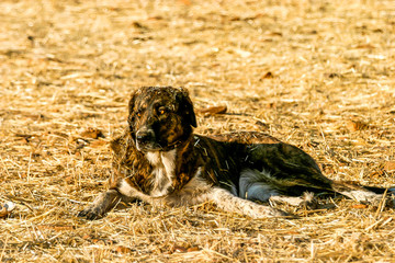 Dog in a farm, on dry straw.