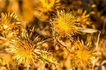 Dry thistle, in a field at the end of summer.