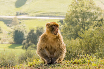 Gibraltar monkey enjoying its territory