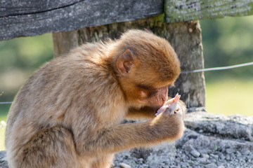 Gibraltar monkey enjoying its territory