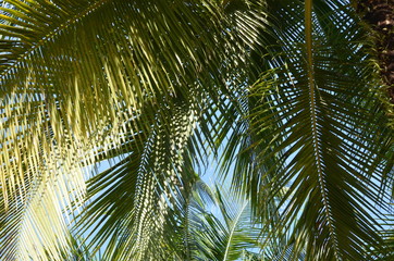 Fototapeta premium palm tree leaves fronds and blue sky tropical 