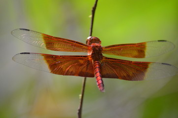 Fototapeta na wymiar red dragonfly closeup