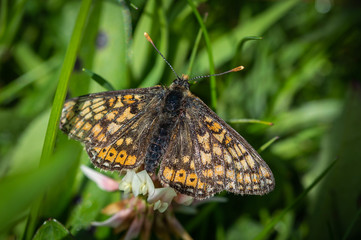 Marsh Fritillary butterfly on clover