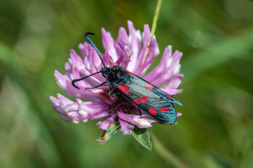 Six-spot Burnet moth on Red Clover