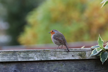robin on a branch