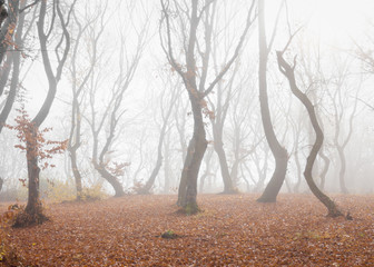 Hoia Baciu Forest in a autumn foggy day- World’s Most Haunted Forest with a reputation for many...