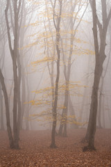 Hoia Baciu Forest in a autumn foggy day- World’s Most Haunted Forest with a reputation for many intense paranormal activity and unexplained events. Cluj-Napoca, Transylvania, Romania