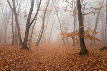 Hoia Baciu Forest in a autumn foggy day- World’s Most Haunted Forest with a reputation for many intense paranormal activity and unexplained events. Cluj-Napoca, Transylvania, Romania