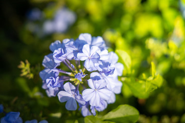 The background image of the colorful flowers