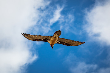 vulture 