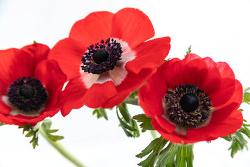 Three red anemone flowers on white background