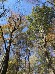 tree in autumn