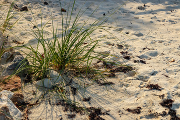New Palm in White Sand