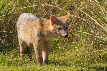 Naklejka na ściany i meble Closeup of a fox standing, probably the native 